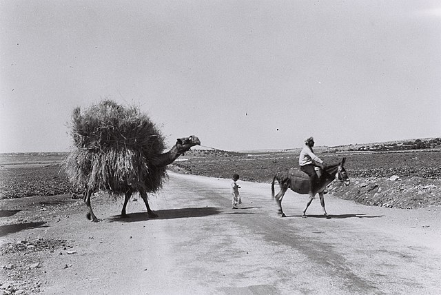 Arab farmer taking straw to his farm. Public domain.