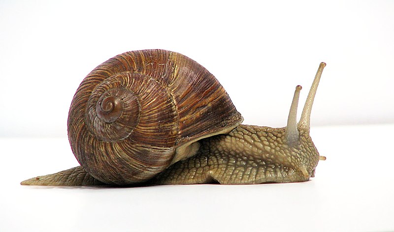 Grapevine snail. Jürgen Schoner.